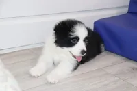 Goose, a male Border Collie for sale in Wilmington, NC – Photo 1 of 10