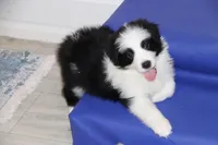 Goose, a male Border Collie for sale in Wilmington, NC – Photo 8 of 10