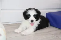 Goose, a male Border Collie for sale in Wilmington, NC – Photo 5 of 10