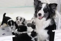 Goose, a male Border Collie for sale in Wilmington, NC – Photo 7 of 10