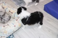 Goose, a male Border Collie for sale in Wilmington, NC – Photo 10 of 10