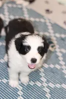 Goose, a male Border Collie for sale in Wilmington, NC – Photo 3 of 10