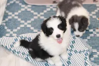 Goose, a male Border Collie for sale in Wilmington, NC – Photo 2 of 10