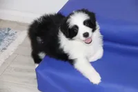 Goose, a male Border Collie for sale in Wilmington, NC – Photo 9 of 10