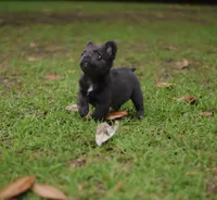 Rosemary , a female French Bulldog for sale in Wilmington, NC – 6 of 10