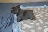 Marty, a female French Bulldog for sale in Wilmington, NC – Photo 5 of 5