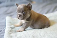 Marty, a female French Bulldog for sale in Wilmington, NC – Photo 3 of 5