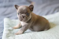 Marty, a female French Bulldog for sale in Wilmington, NC – Photo 1 of 5