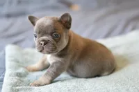 Marty, a female French Bulldog for sale in Wilmington, NC – Photo 2 of 5