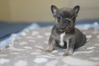 Marty, a female French Bulldog for sale in Wilmington, NC – Photo 4 of 5