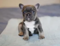 Luxe, a male French Bulldog for sale in Wilmington, NC – Photo 4 of 8