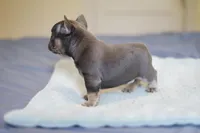 Luxe, a male French Bulldog for sale in Wilmington, NC – Photo 6 of 8