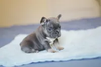 Luxe, a male French Bulldog for sale in Wilmington, NC – Photo 5 of 8