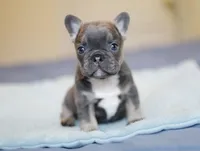 Luxe, a male French Bulldog for sale in Wilmington, NC – Photo 3 of 8