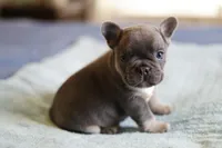 Luxe, a male French Bulldog for sale in Wilmington, NC – Photo 7 of 8