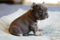 Luxe, a male French Bulldog for sale in Wilmington, NC – Photo 8 of 8