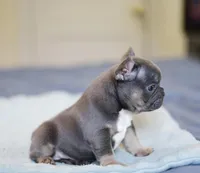 Luxe, a male French Bulldog for sale in Wilmington, NC – Photo 2 of 8