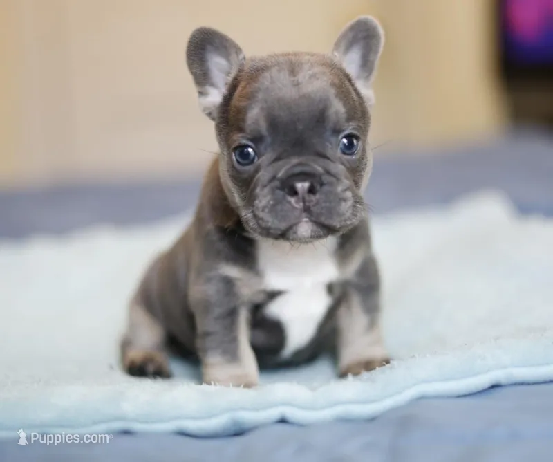 Luxe – French Bulldog puppy for sale in Wilmington, NC