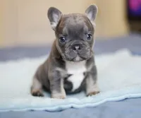Luxe, a male French Bulldog for sale in Wilmington, NC – Photo 1 of 8