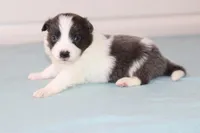 Cali, a female Border Collie for sale in Wilmington, NC – Photo 4 of 5