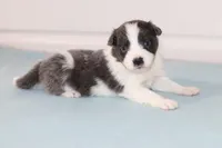 Cali, a female Border Collie for sale in Wilmington, NC – Photo 3 of 5