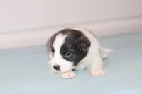 Cali, a female Border Collie for sale in Wilmington, NC – Photo 5 of 5