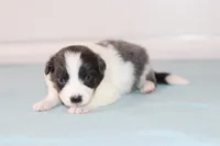 Cali, a female Border Collie for sale in Wilmington, NC – Photo 1 of 5