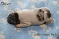 Chive, a male French Bulldog for sale in Wilmington, NC – Photo 4 of 8