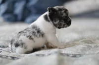 Chive, a male French Bulldog for sale in Wilmington, NC – 3 of 10
