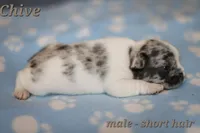 Chive, a male French Bulldog for sale in Wilmington, NC – Photo 8 of 8