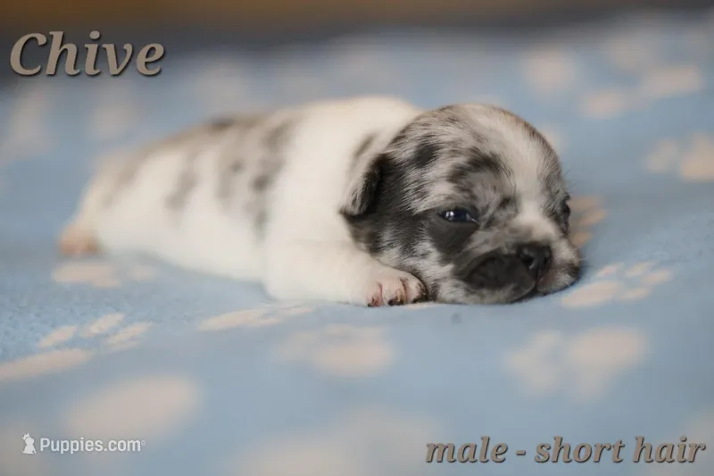 Chive – French Bulldog puppy for sale in Wilmington, NC