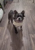 Chive, a male French Bulldog for sale in Wilmington, NC – 6 of 10