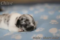 Chive, a male French Bulldog for sale in Wilmington, NC – Photo 6 of 8