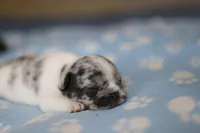 Chive, a male French Bulldog for sale in Wilmington, NC – Photo 7 of 8