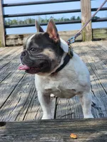 Chive, a male French Bulldog for sale in Wilmington, NC – 8 of 10