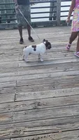 Chive, a male French Bulldog for sale in Wilmington, NC – 9 of 10
