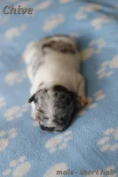 Chive, a male French Bulldog for sale in Wilmington, NC – Photo 2 of 8