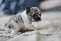 Chive, a male French Bulldog for sale in Wilmington, NC – 2 of 10