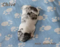 Chive, a male French Bulldog for sale in Wilmington, NC – Photo 3 of 8