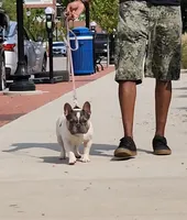 Chive, a male French Bulldog for sale in Wilmington, NC – 10 of 10