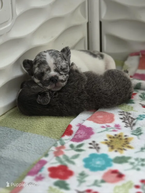 Chive – French Bulldog puppy for sale in Wilmington, NC