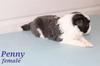 Penny blue, a female Border Collie for sale in Wilmington, NC – Photo 6 of 10