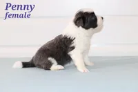 Penny blue, a female Border Collie for sale in Wilmington, NC – Photo 7 of 10