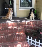 Penny blue, a female Border Collie for sale in Wilmington, NC – Photo 10 of 10