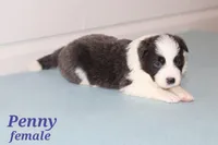 Penny blue, a female Border Collie for sale in Wilmington, NC – Photo 4 of 10