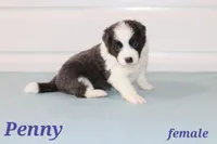 Penny blue, a female Border Collie for sale in Wilmington, NC – Photo 2 of 10