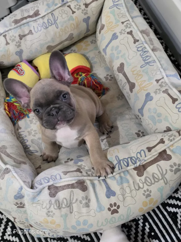 Chevy – French Bulldog puppy on hold in Wilmington, NC