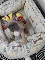 Chevy, a female French Bulldog for sale in Wilmington, NC – Photo 1 of 5