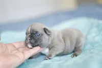 Chevy, a female French Bulldog for sale in Wilmington, NC – Photo 3 of 6