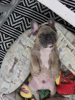 Chevy, a female French Bulldog for sale in Wilmington, NC – Photo 5 of 5